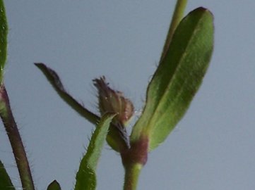 Una Silene rossa - Silene gallica